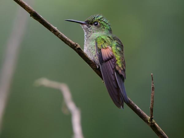 <h3><a href="/trips/costa-rica/biota/animalia/chordata/aves/033 apodiformes/004 trochilidae/eupherusa eximia/eupherusa eximia-nl.html">Eupherusa&nbsp;eximia</a> / Stripe‑tailed&nbsp;hummingbird / Streepstaartkolibrie</h3>OM-1 Mark II met OLYMPUS M.150-400mm F4.5, 1/640 sec  bij F4.5, ISO 10000, afstand 6.87&nbsp;m